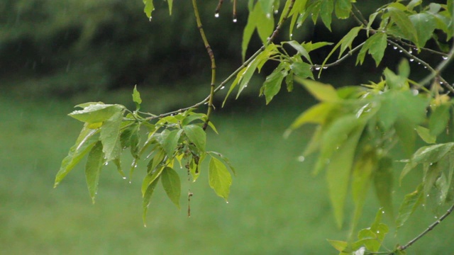 第一场春雨落在树叶上视频素材