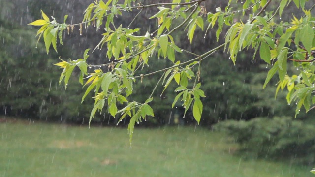 第一场春雨落在树叶上视频素材