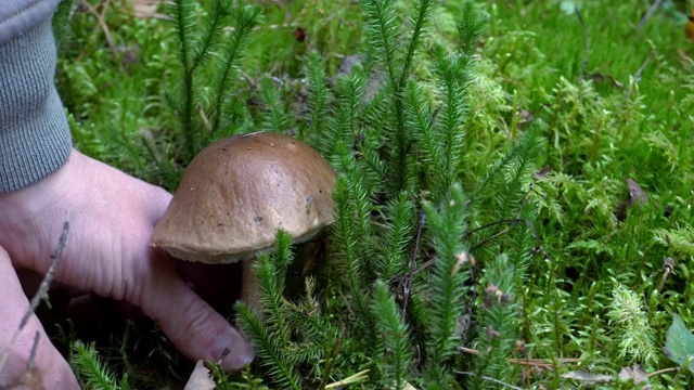 秋天在森林里采集可食用的蘑菇视频素材