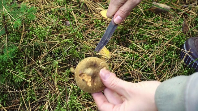 秋天在森林里采集可食用的蘑菇视频素材