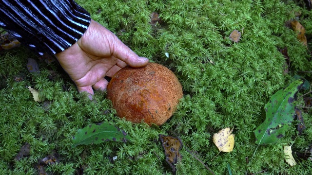 秋天在森林里采集可食用的蘑菇视频素材