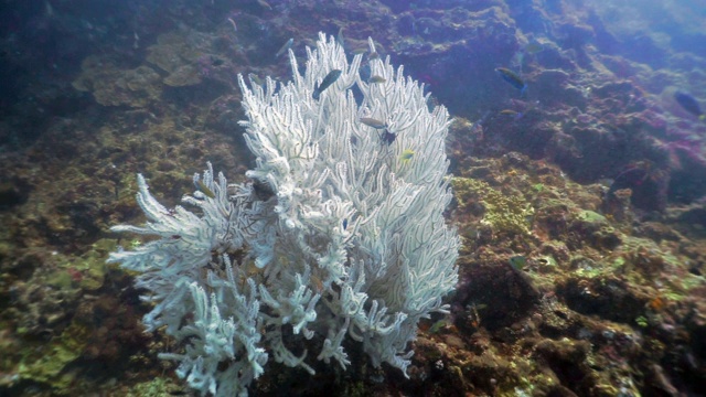 水下红指柳珊瑚(didogorgia nodulifera)视频素材