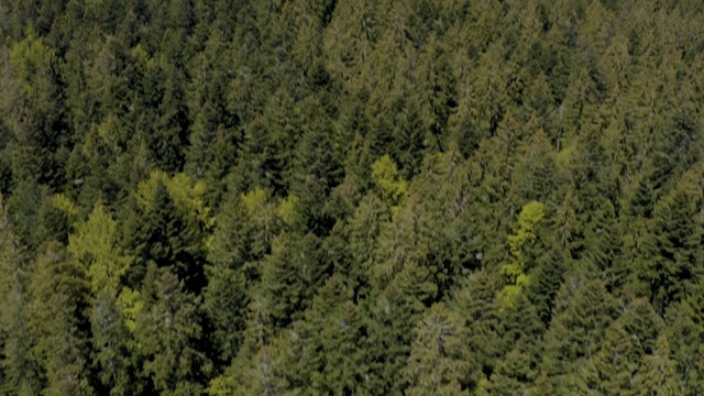 倾斜在黑森林里的Seewald视频素材