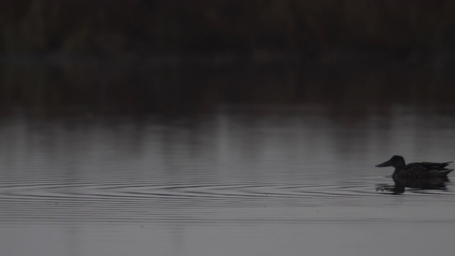 日本北海道，北方铲鸭在水上游泳。视频素材