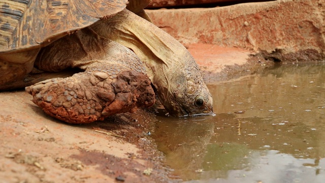 南非豹龟(Stigmochelys pardalis)喝水视频素材