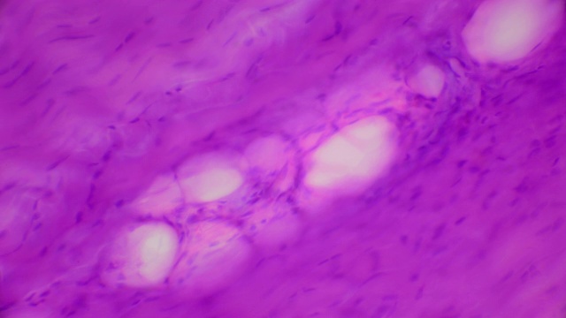 致密结缔组织横切面视频素材