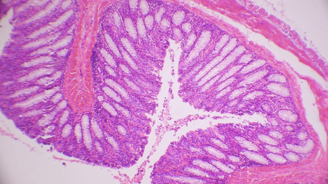 柱状上皮组织横切面视频素材