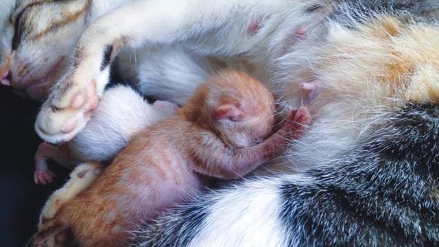 刚出生一天的猫宝宝正在和妈妈一起哺乳视频素材