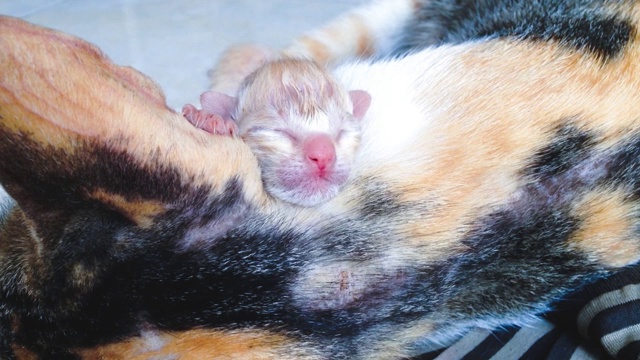 在母亲怀里的新生猫宝宝，红色和蓬松的嘴视频素材