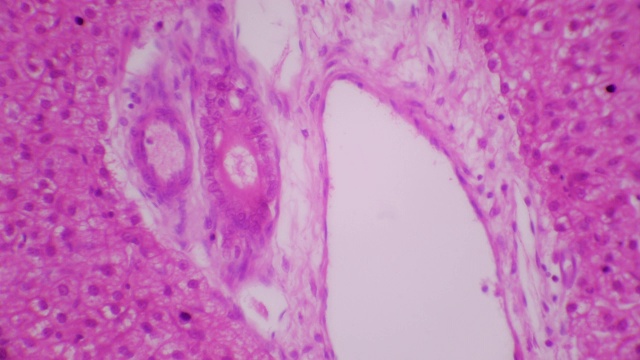 肝组织横切面视频素材