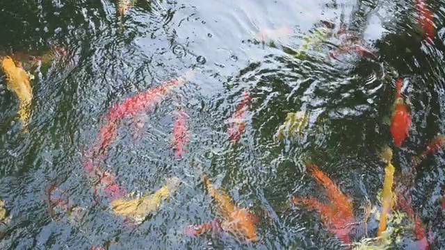 俯视图许多彩色锦鲤鱼游泳在湖泊与4K分辨率。视频素材