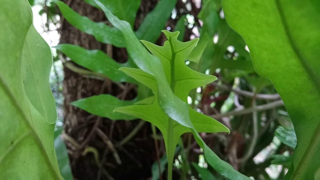 自然界中的蕨类叶子视频素材