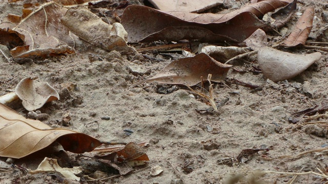 近距离观察野生蜥蜴龙(蓝冠蜥蜴)在热带雨林的树上。视频素材
