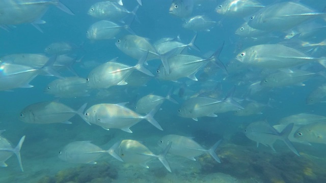 两种鱼类的鱼群在类似的地方游泳-细长的带刺鱼(rasbora daniconius)和侧条纹的带刺鱼(Systomus pleurotaenia)斯里兰卡特有，辛哈拉加森林保护区视频素材