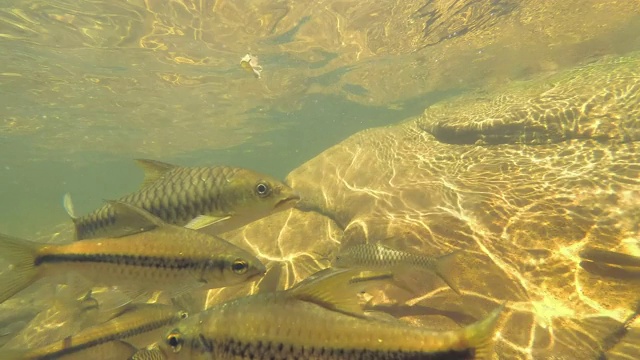 两种鱼类的鱼群在类似的地方游泳-细长的带刺鱼(rasbora daniconius)和侧条纹的带刺鱼(Systomus pleurotaenia)斯里兰卡特有，辛哈拉加森林保护区视频素材