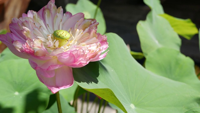 池塘里粉红色的荷花和绿色的叶子。美丽的部分白色莲花作为佛教的象征漂浮在池塘的水在阳光灿烂的日子。佛教的宗教。花的背景。视频素材