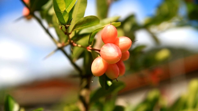 芒果在花园里打呵欠。视频素材