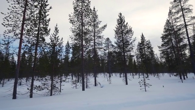 哈士奇雪橇上视频素材