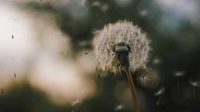 白色的蒲公英被风吹走了视频素材