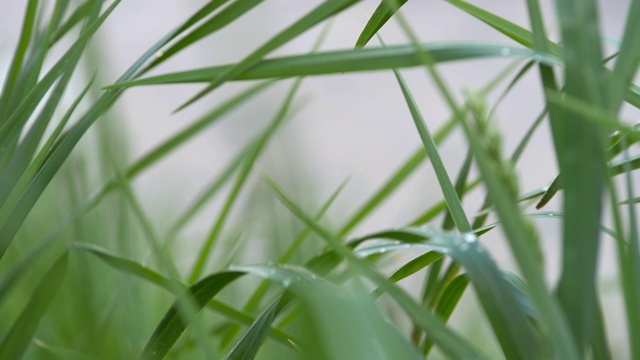 女人手指上戴着钻石的手，用绿草重置露珠。视频素材