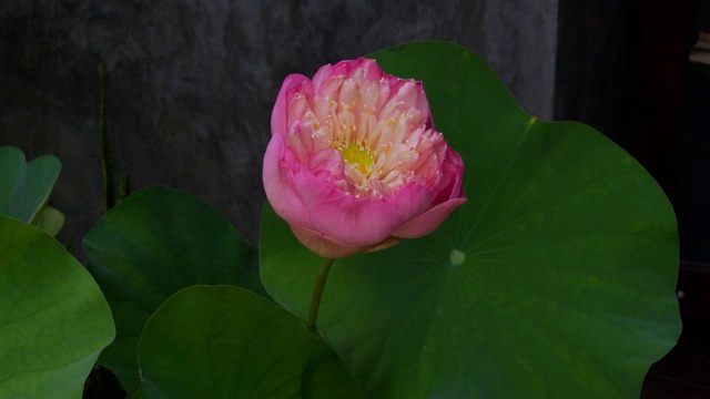 花园里的粉红莲花特写。视频素材