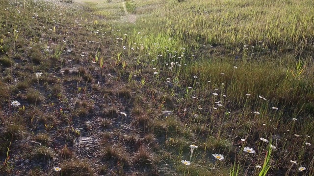 一对情侣在山间草地上聊天视频素材