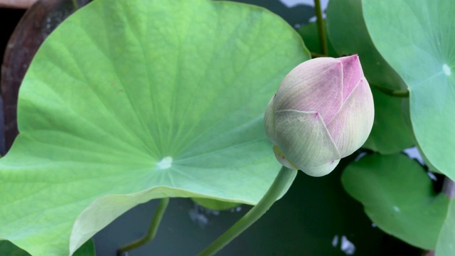 花园里的粉红莲花特写。视频素材