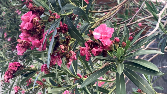 花园里有粉红色的花视频素材