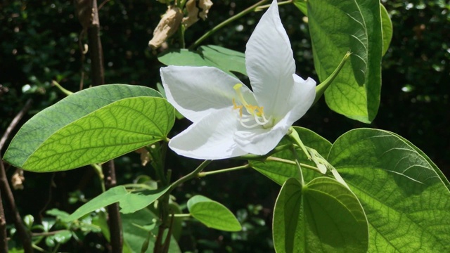 花园里开着白色的花。视频素材