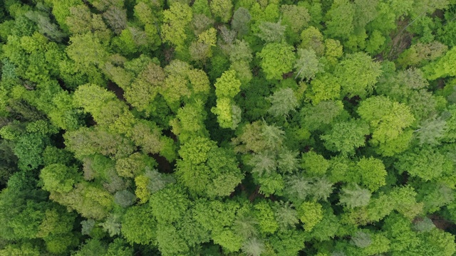 早春落叶和针叶林混交林鸟瞰图。施泰格瓦尔德，弗朗哥尼亚，德国巴伐利亚。视频素材