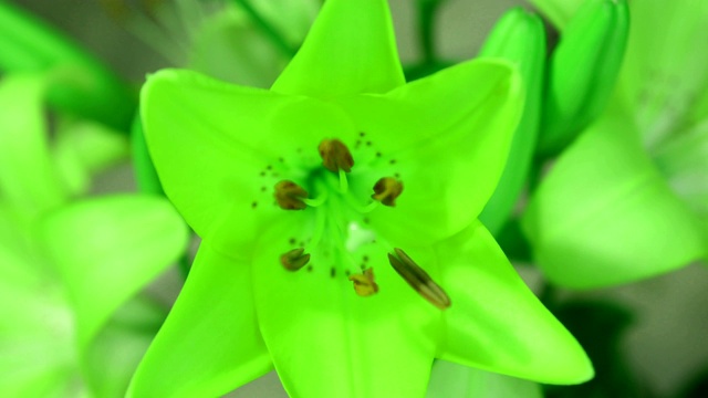 绿色的植物百合开花了，开放了它的花朵。史诗般的时间流逝。奇妙的大自然。未来世界视频素材