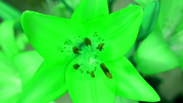 绿色的植物百合开花了，开放了它的花朵。史诗般的时间流逝。奇妙的大自然。未来世界视频素材