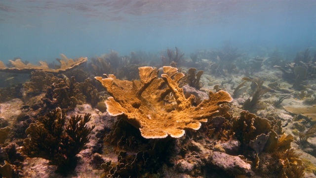 珊瑚礁海景在加勒比海库拉索岛附近的潜水地点湖湖湖与麋鹿角珊瑚视频素材