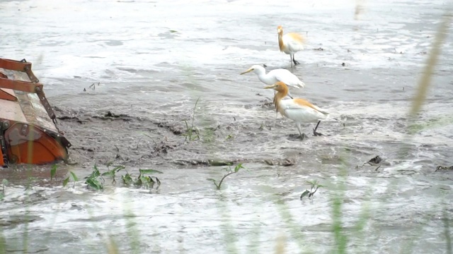 饲养于湿地、稻田的牛白鹭是它们的栖息地。以野生动物为背景概念。视频素材