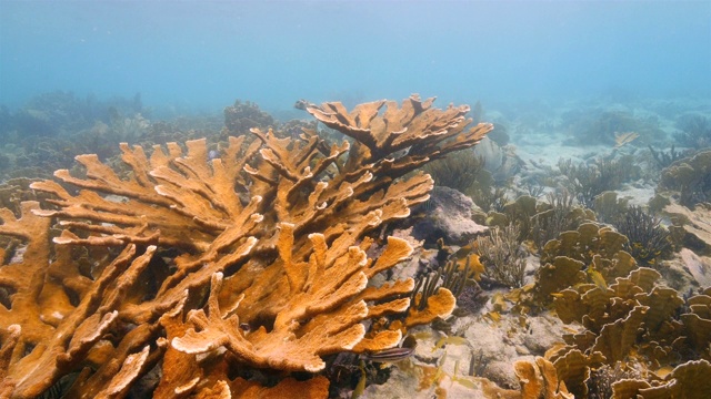 珊瑚礁海景在加勒比海库拉索岛附近的潜水地点湖湖湖与麋鹿角珊瑚视频素材