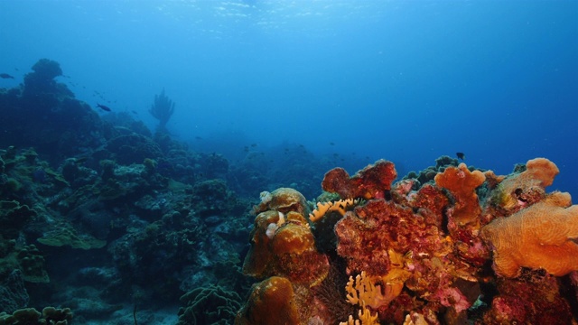 珊瑚礁海景在加勒比海库拉索岛附近的潜水地点普拉亚格兰迪有硬和软的珊瑚视频素材