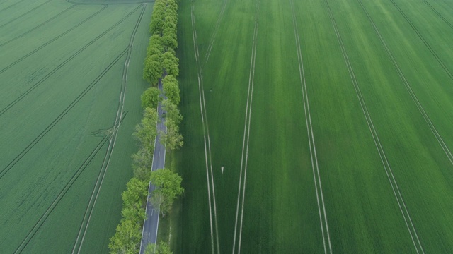 鸟瞰图，绿树成荫的道路穿过绿色的农田，春天。Mecklenburg-Vorpommern、德国、欧洲。视频素材