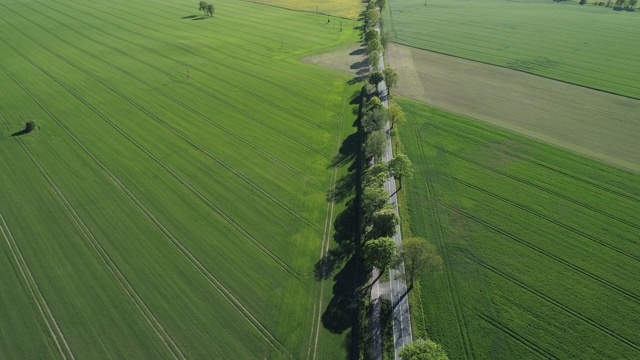 鸟瞰图，树木成行的道路通过农田，春天。Mecklenburg-Vorpommern、德国、欧洲。视频素材