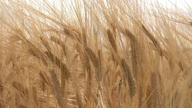 日本枥木县金色大麦地视频素材