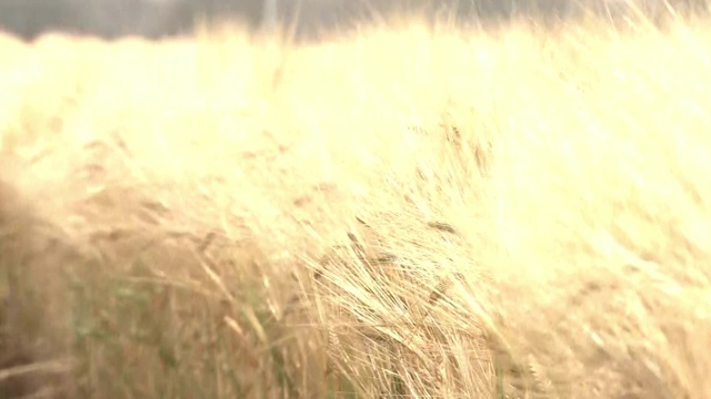 日本枥木县金色大麦地视频素材