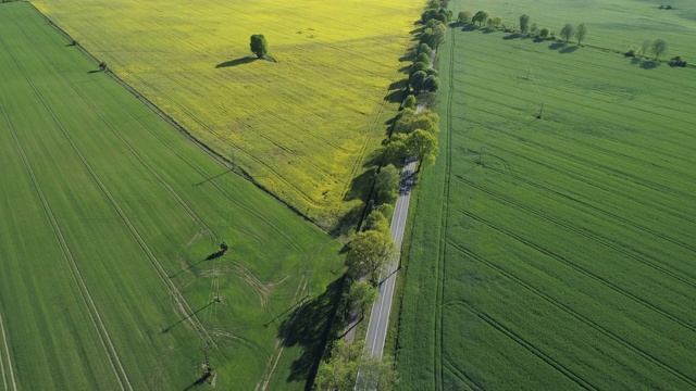 鸟瞰图，树木成行的道路通过农田，春天。Mecklenburg-Vorpommern、德国、欧洲。视频素材