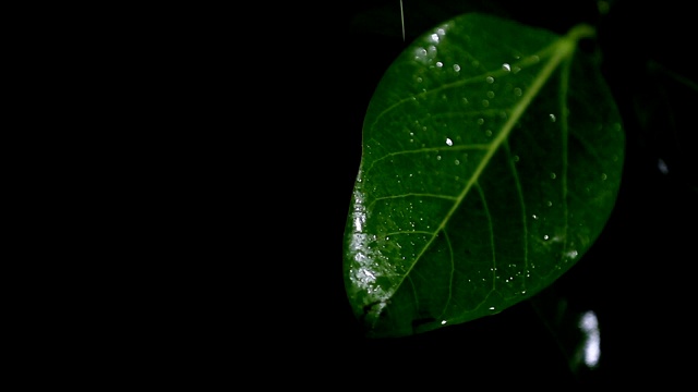 雨落在青榕树的叶子上视频素材