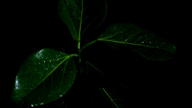 绿色植物的降雨视频素材