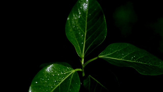 榕树在雨季种植视频素材