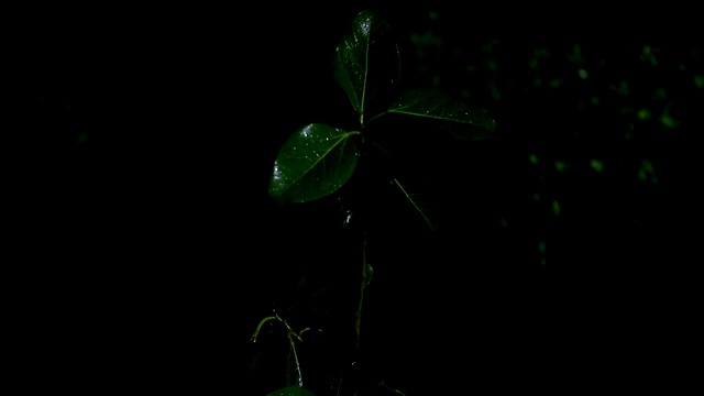 雨季的榕树属植物视频素材