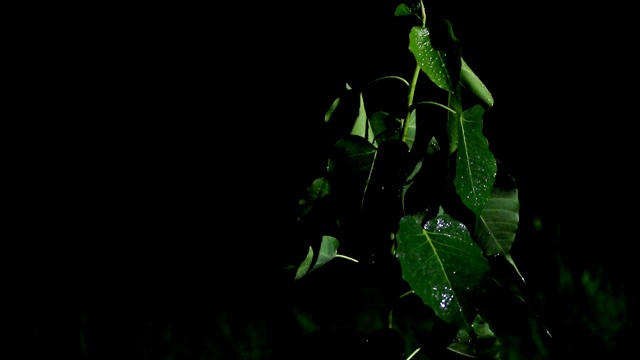 雨季的榕树属植物视频素材