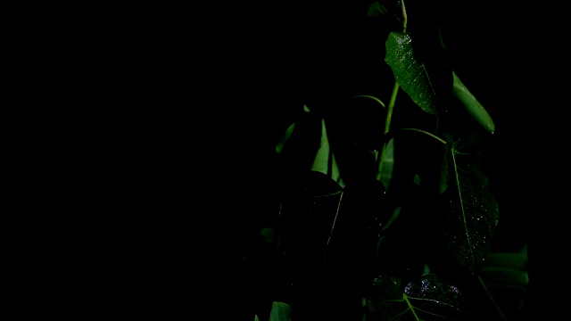 榕树属植物在夜间和雨天视频素材