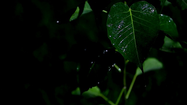 榕树属植物在夜间和雨天视频素材