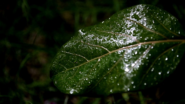 点心雨视频素材