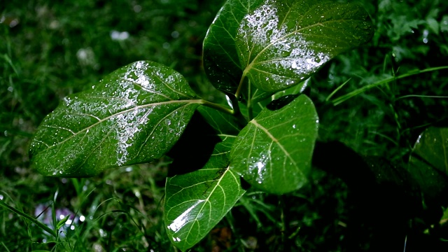 绿色植物，爽心雨视频素材